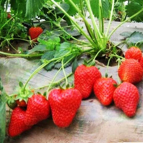 家庭园艺种植甜宝草莓苗量大当年挂果可盆栽地栽草莓苗批发草莓苗