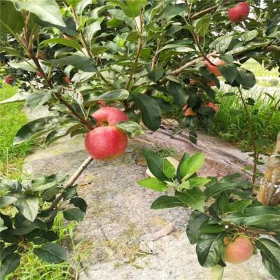 富士王苹果苗莫迪苹果苗帅阳园艺场种植基地苹果苗工程苗基地